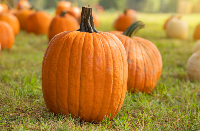 GUIA DE CALABAZAS: TIPOS, USOS Y RECETAS